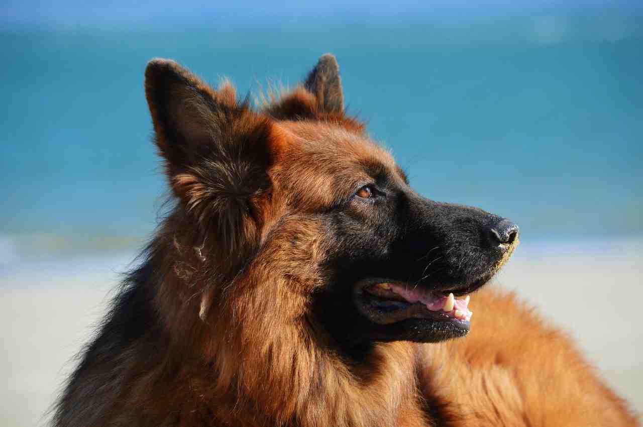 chien, plage, sable