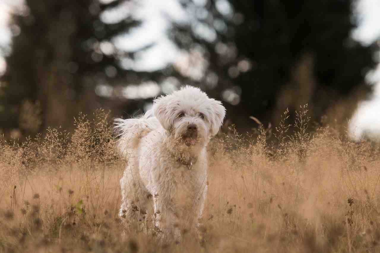 chien, herbe, sur le terrain