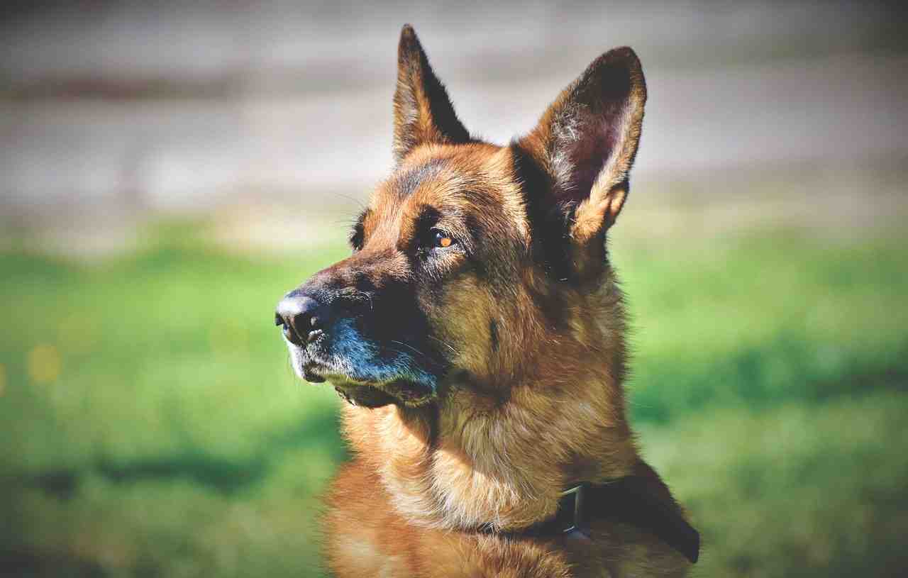 chien schäfer, berger allemand, vieux chien de berger allemand